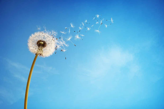 Vata: Know How To Recognize When Its Out of Balance