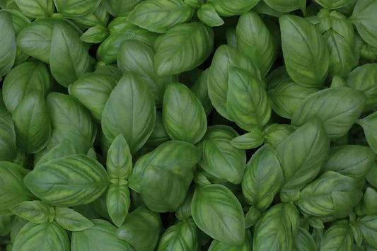 Holy Basil benefits: Know What These 8 Big Research Studies Say About The Queen Of Herbs